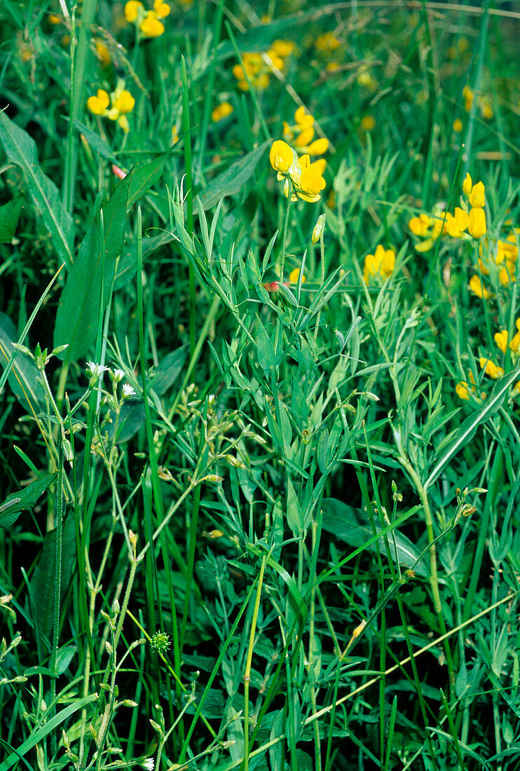 Meadow vetchling (Lathyrus pratensis)