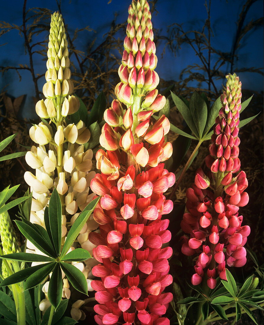 Lupin (Lupinus polyphyllus 'Russell')