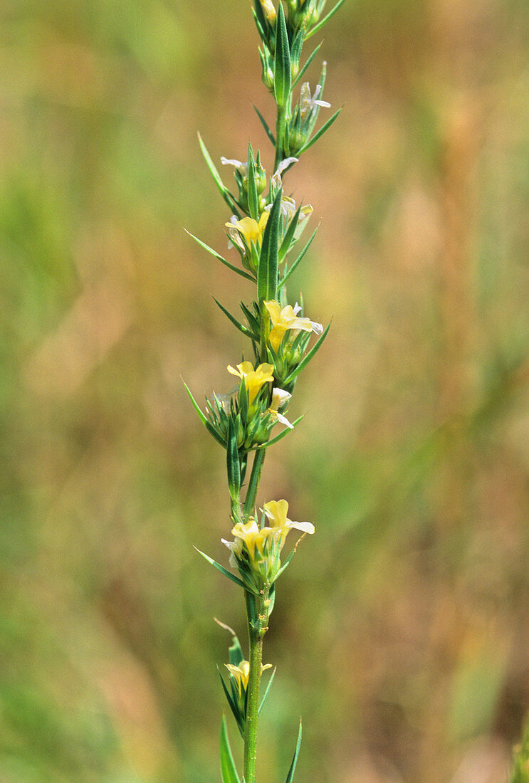 Flax flowers (Linum strictum)