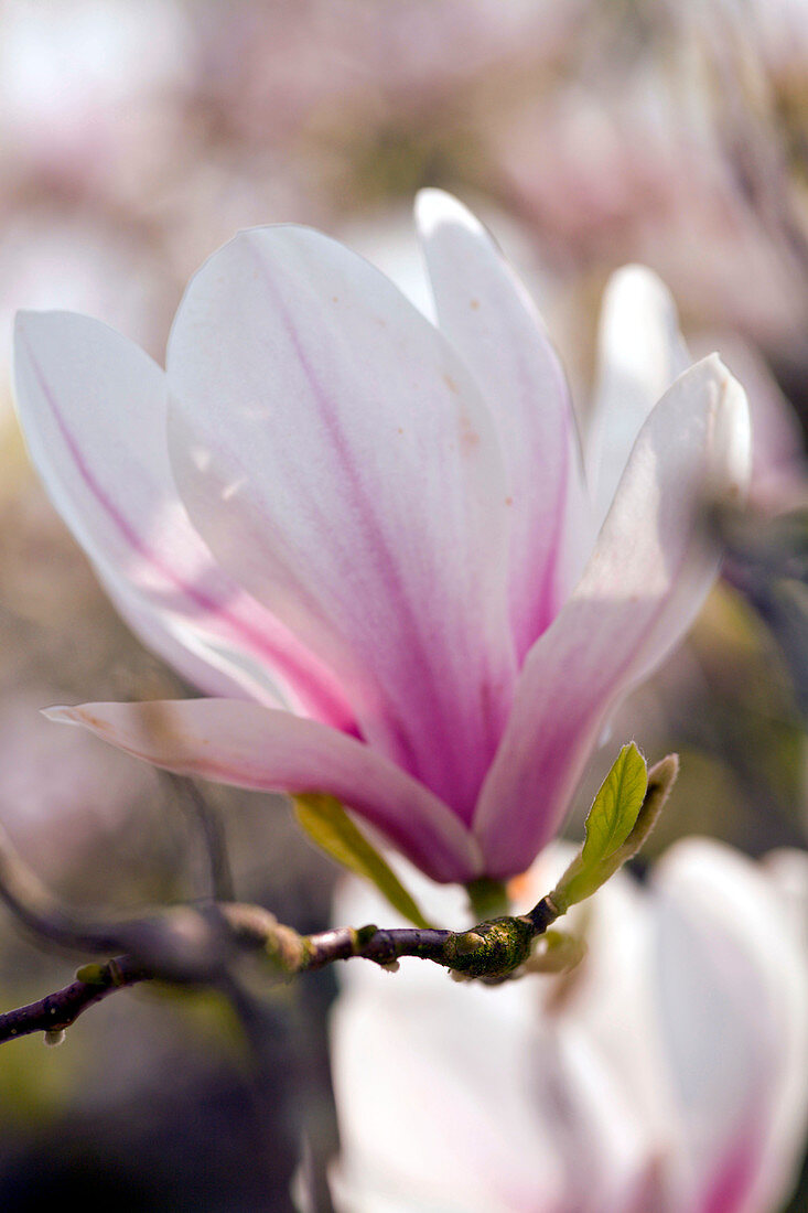 Magnolia (Magnolia x soulangeana)