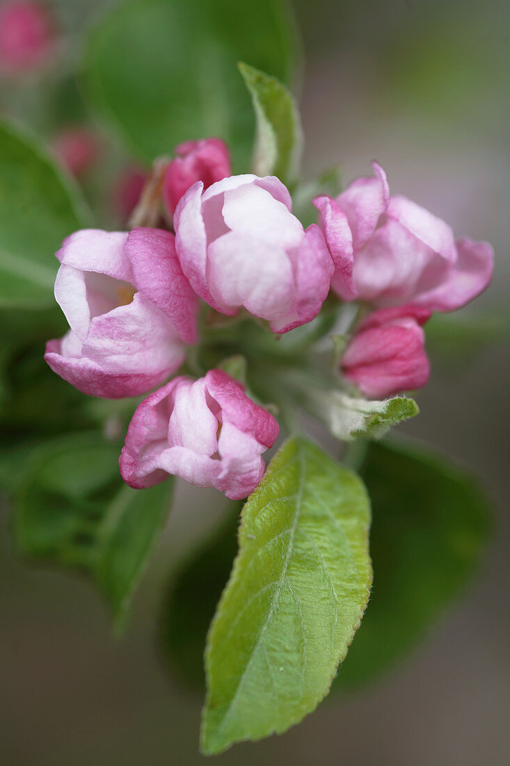 Apple blossom (Malus x domestica)