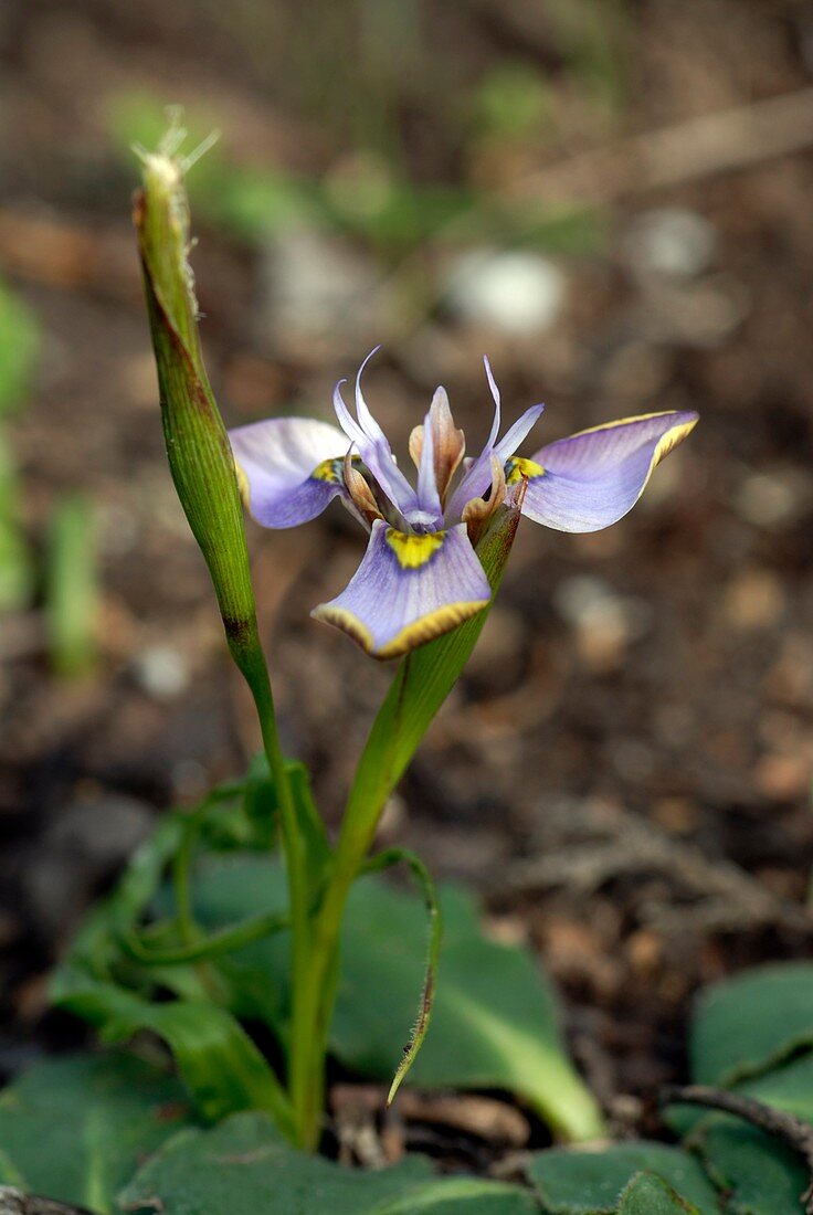 Moraea lugubris