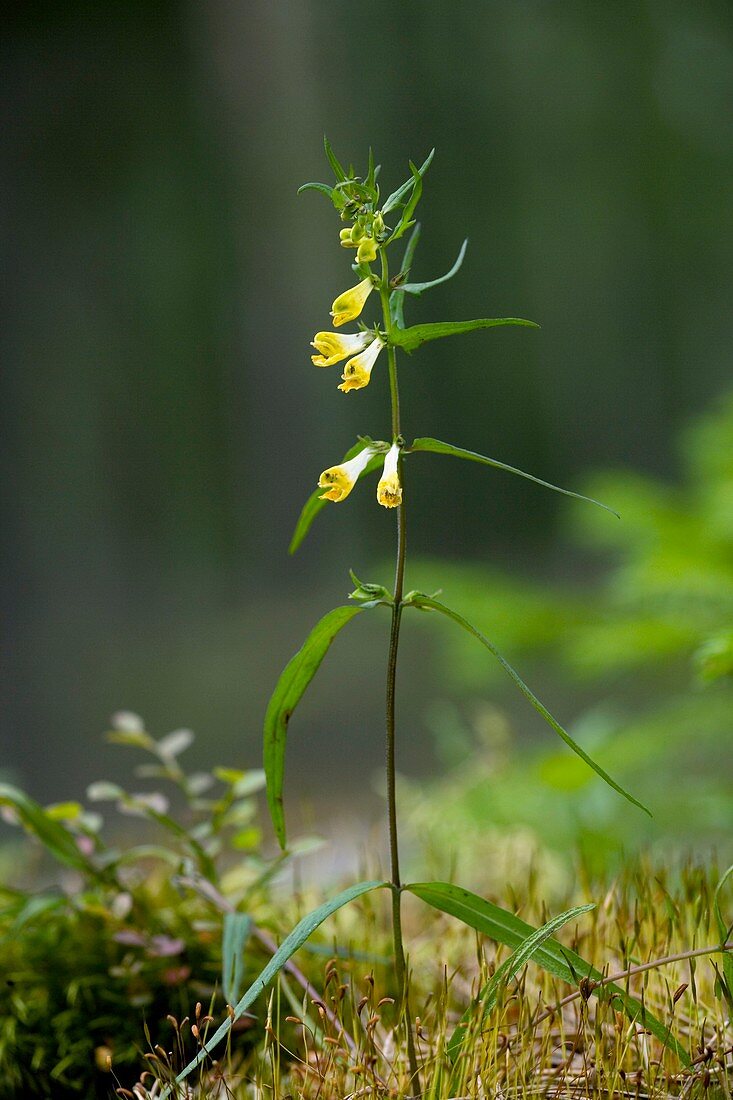 Common cow-wheat (Melampyrum pratense)