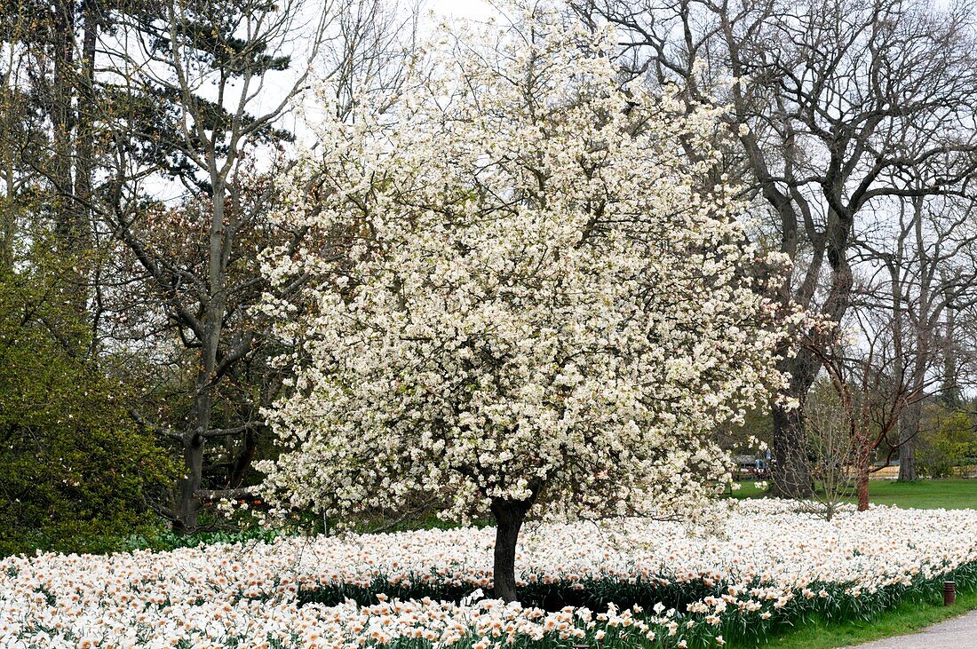 Crabapple tree in blossom