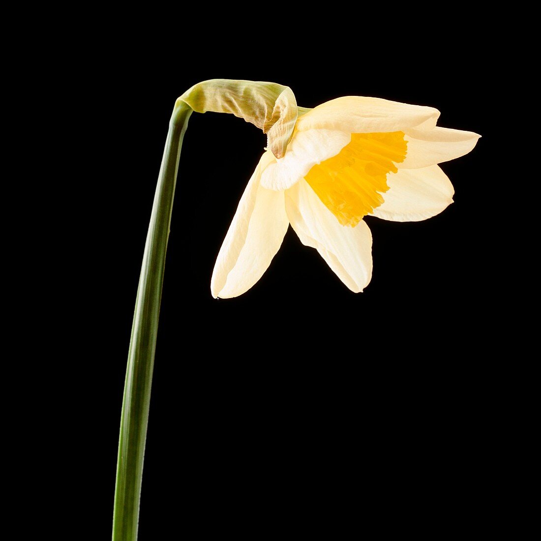Daffodil flower opening (5 of 6)