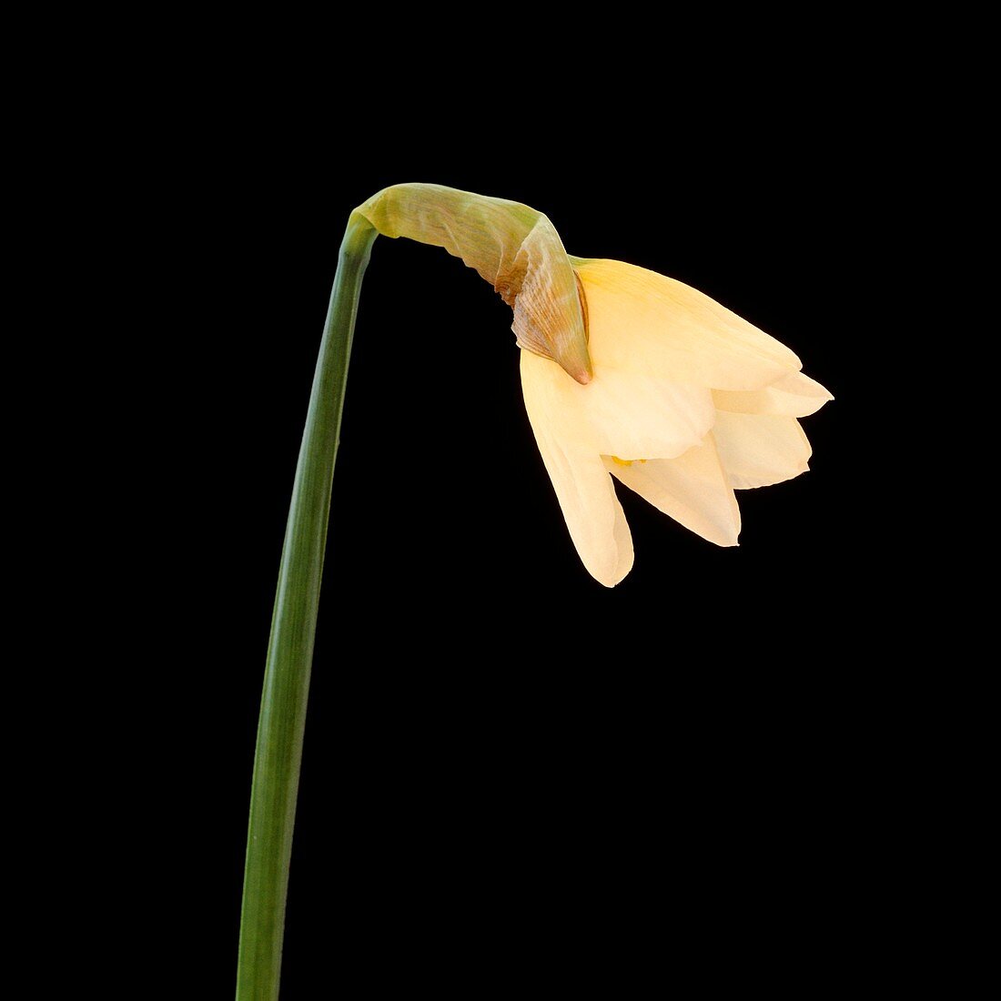 Daffodil flower opening (3 of 6)