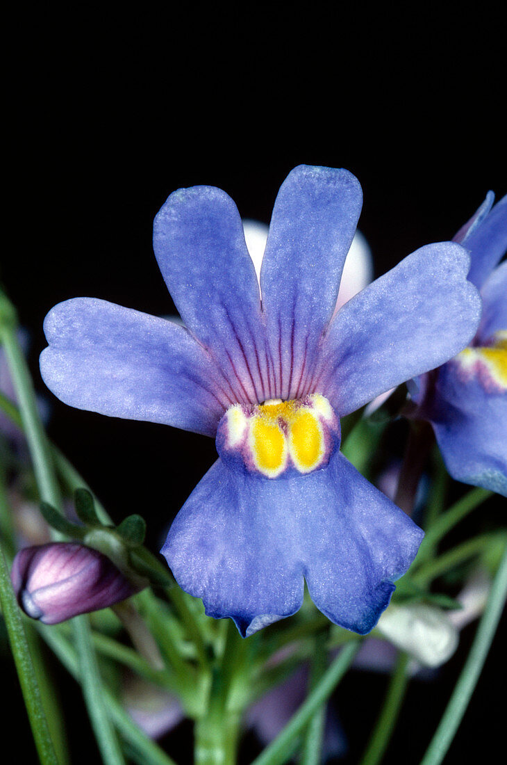 Nemesia flower (Nemesia sp.)