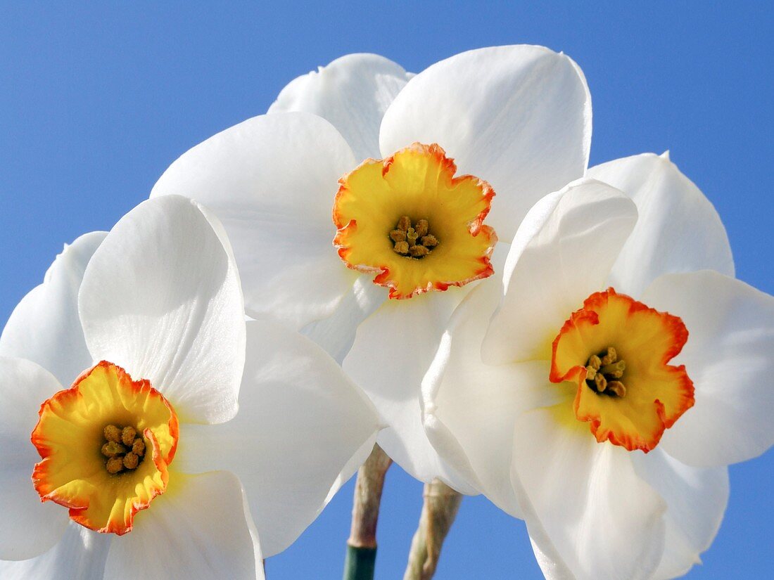 Daffodil flowers (Narcissus 'Merlin')