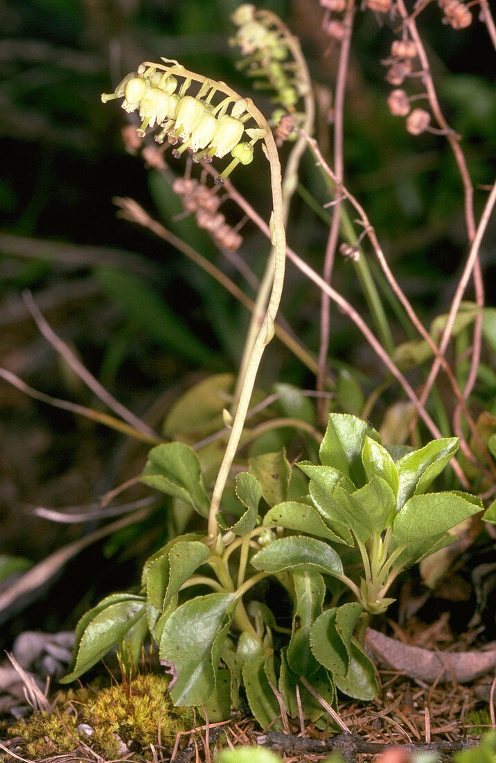 Orthilia secunda