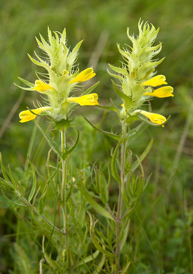 Cow-wheat (Melampyrum barbatum)