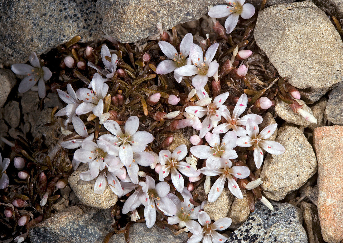 Montia flowers (Montia australasica)