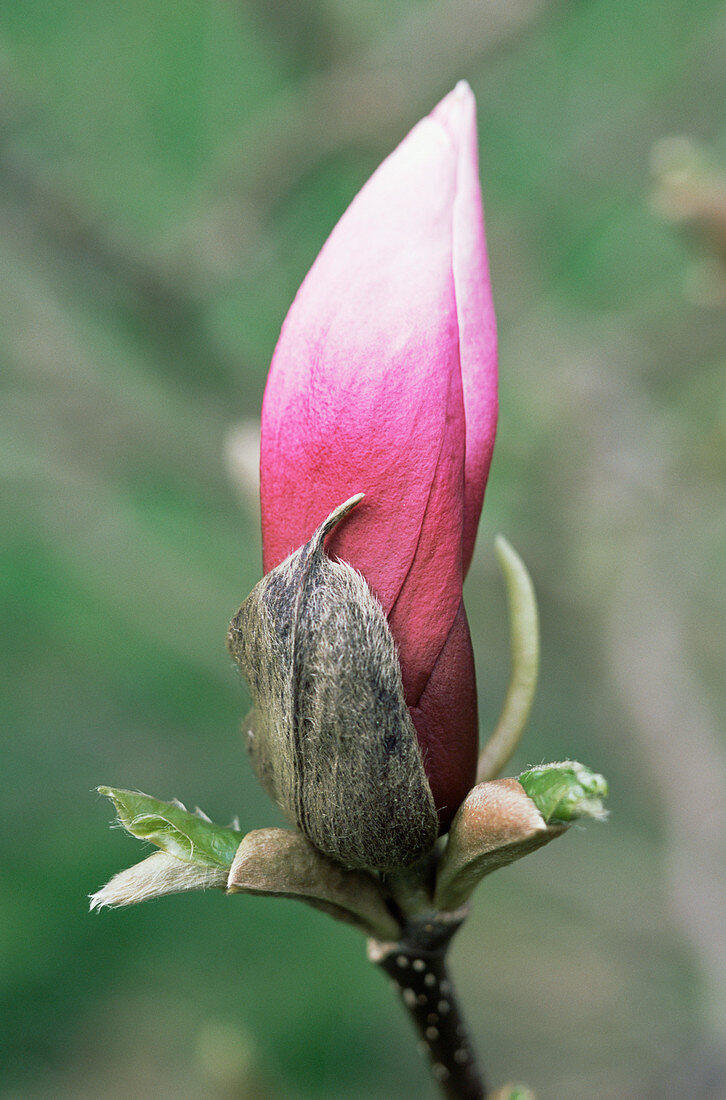 Magnolia bud (Magnolia 'Ann')