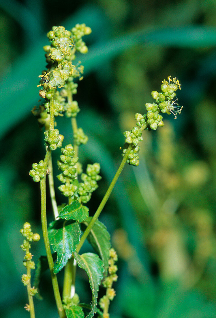 Annual mercury (Mercurialis annua)