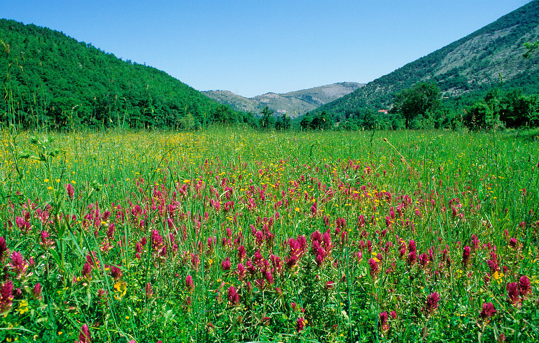 Field cow wheat (Melampyrum arvense)