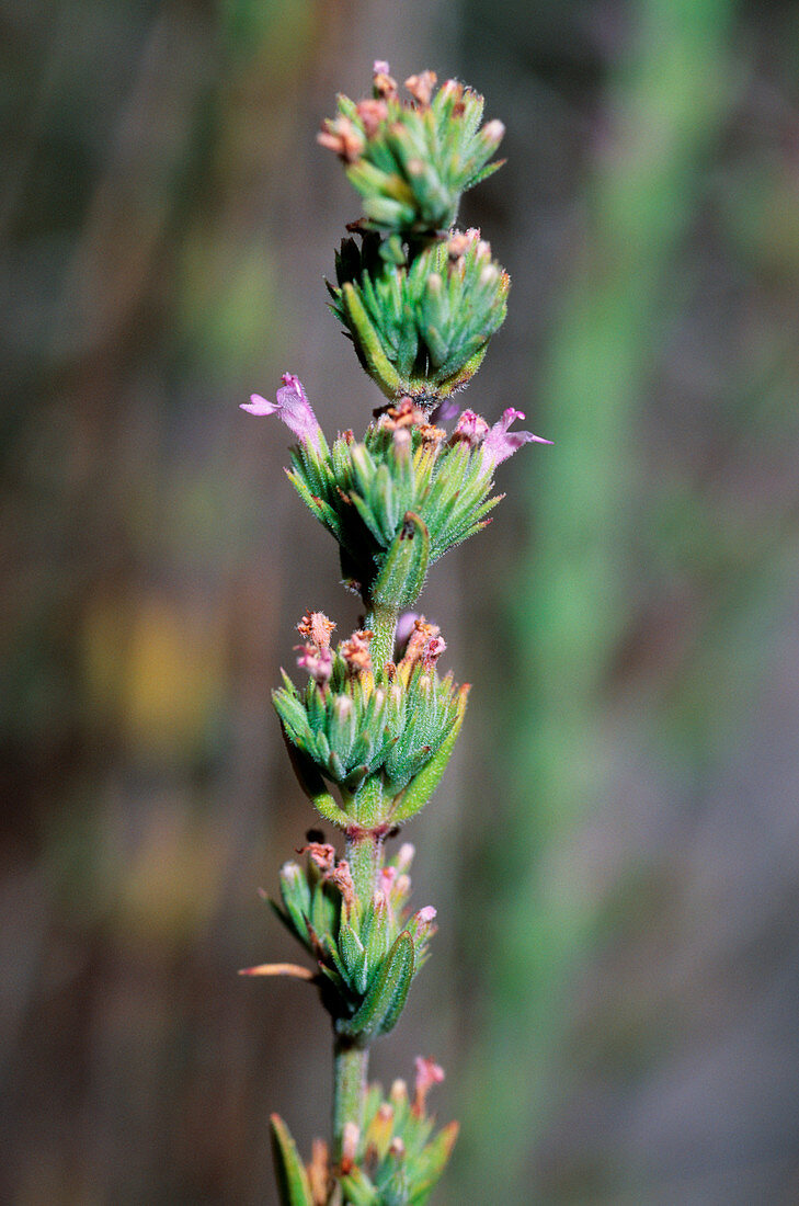 Micromeria graeca