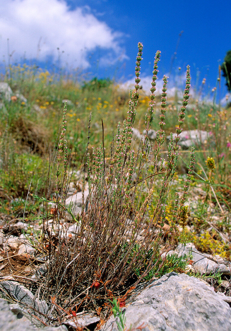 Micromeria graeca