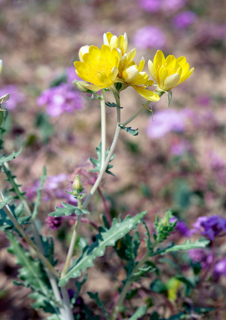 Mentzelia multiflora longiloba