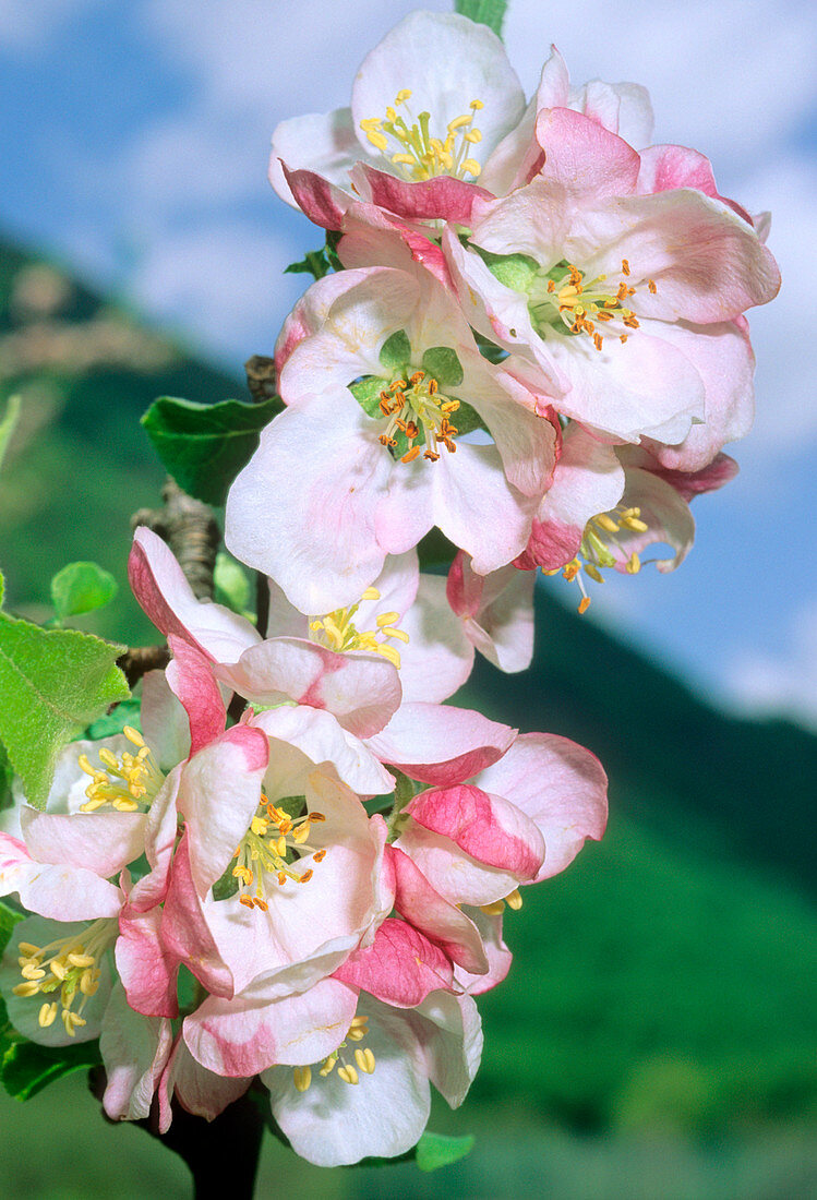Apple blossom (Malus domestica)