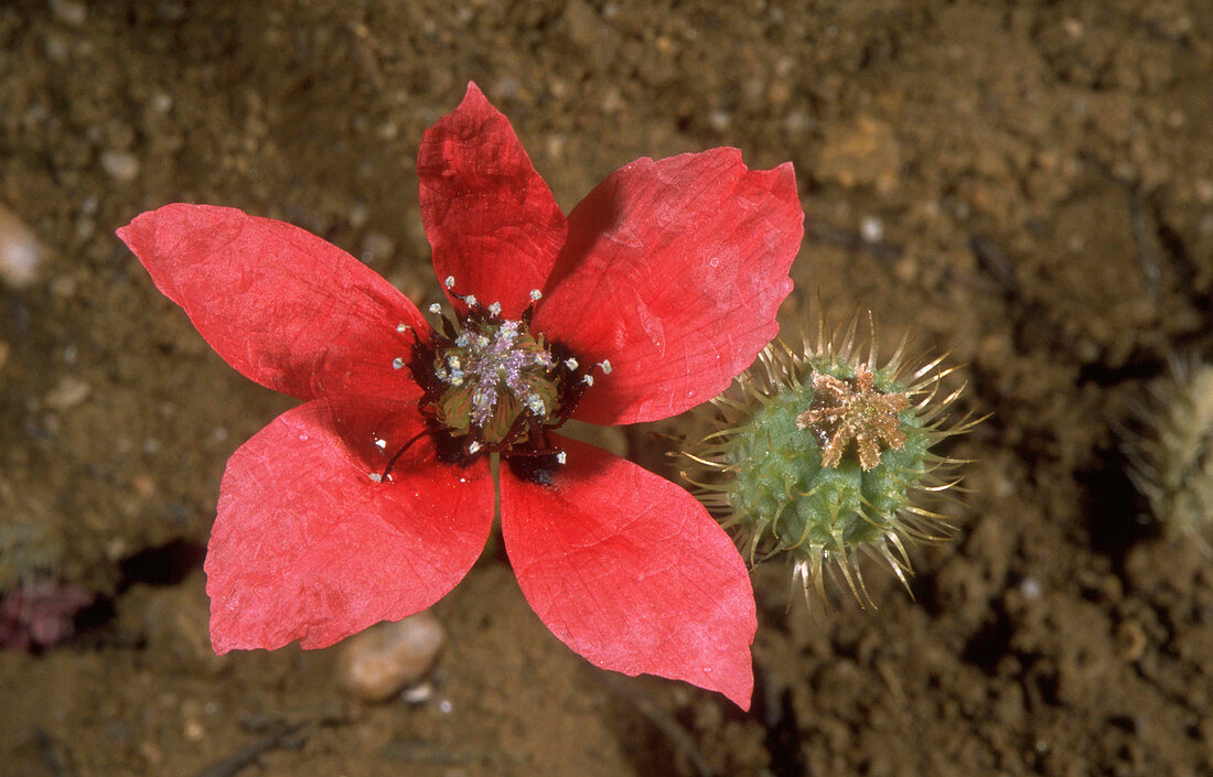 Papaver hybridum