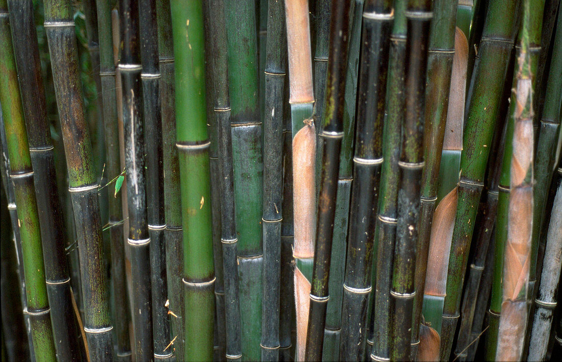 Black bamboo stems
