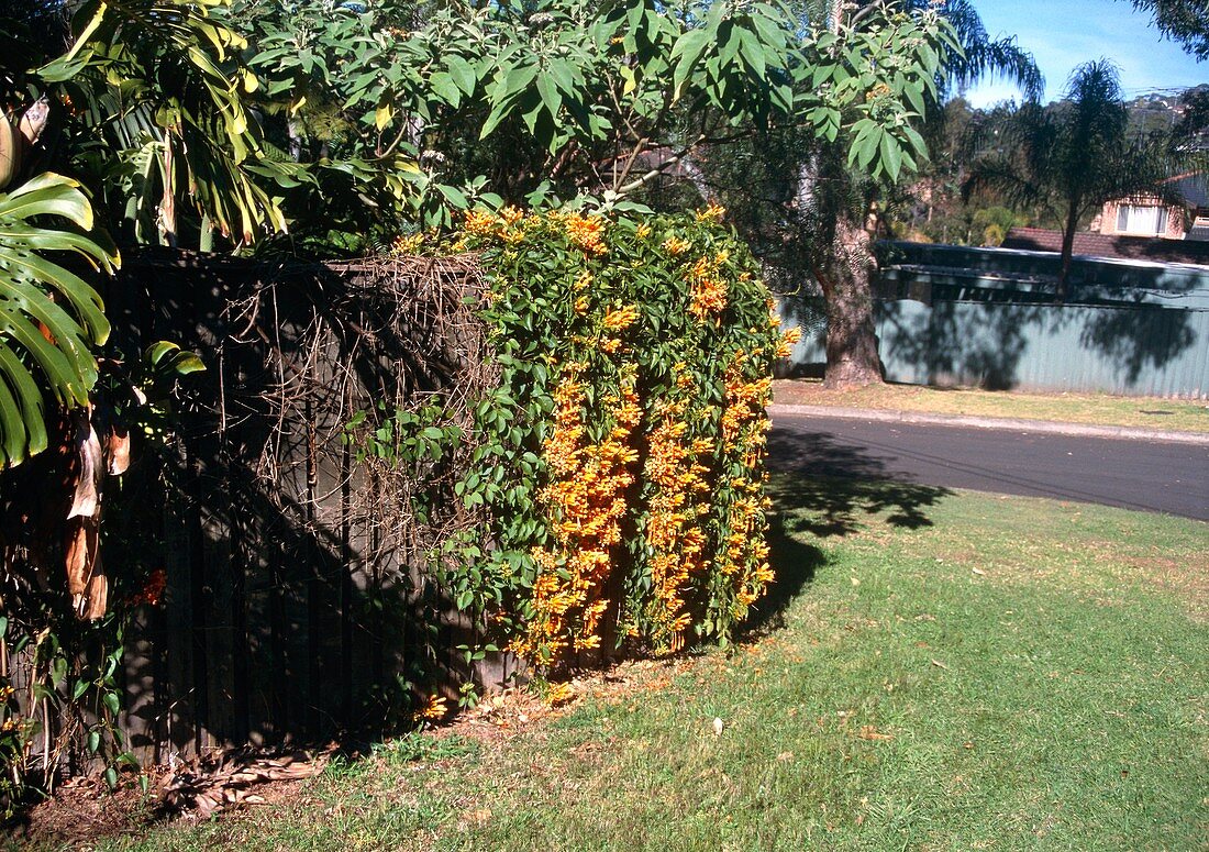 Pyrostegia venusta