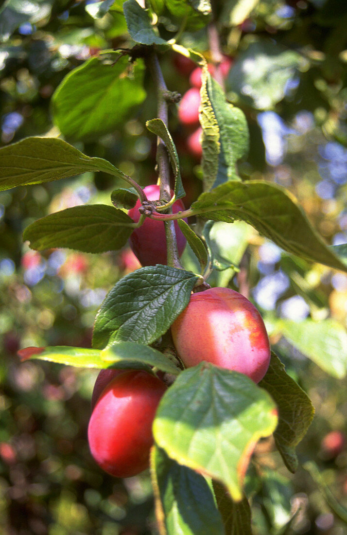 Prunus domestica Victoria