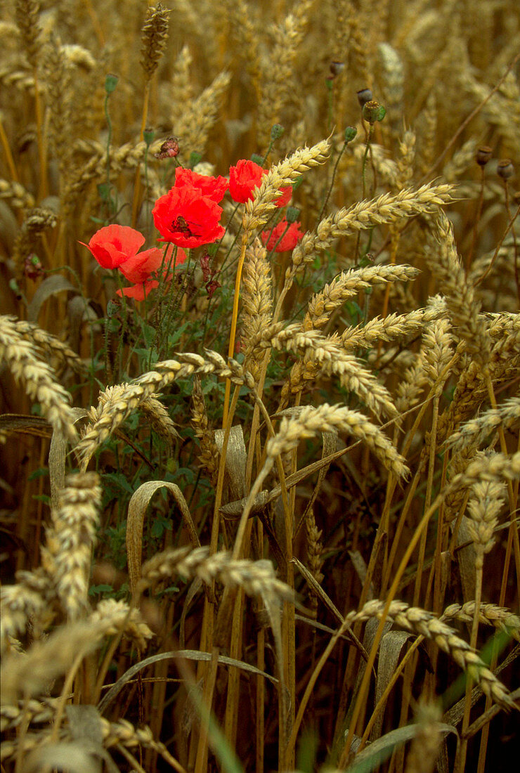 Papaver in wheat field