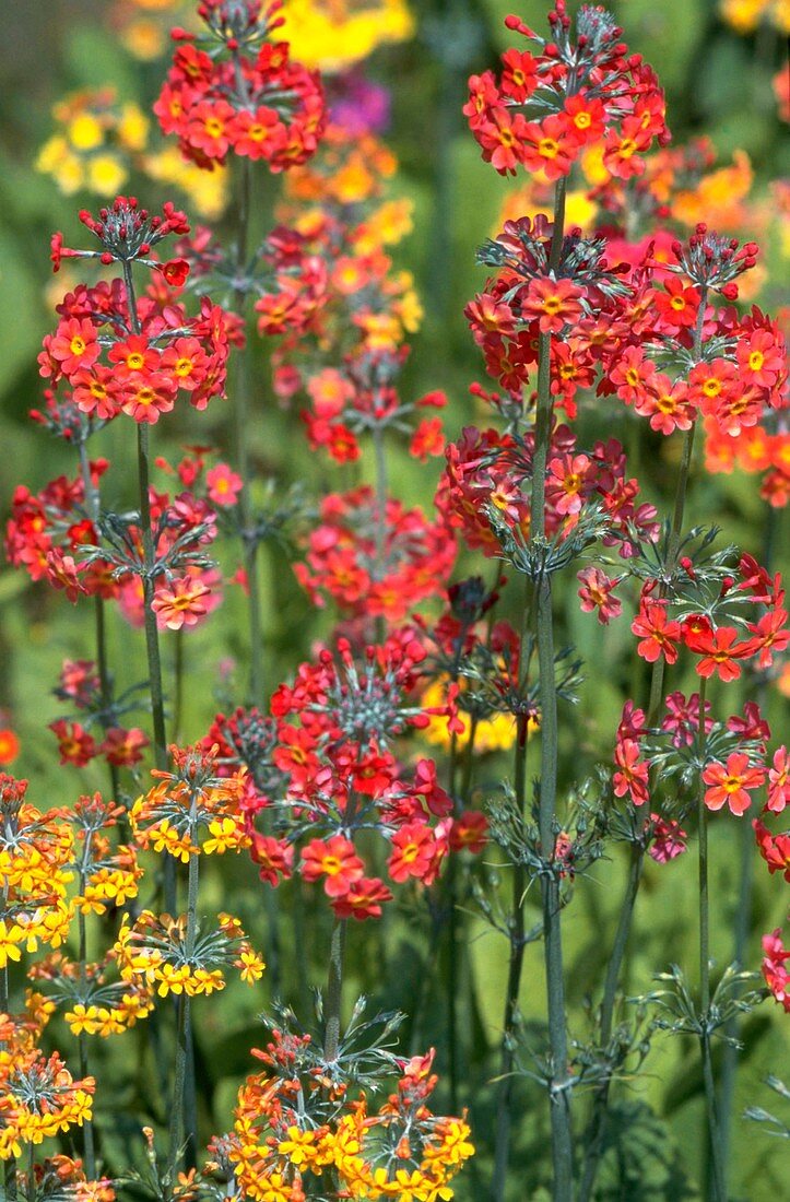 Primula bulleyana hybrids