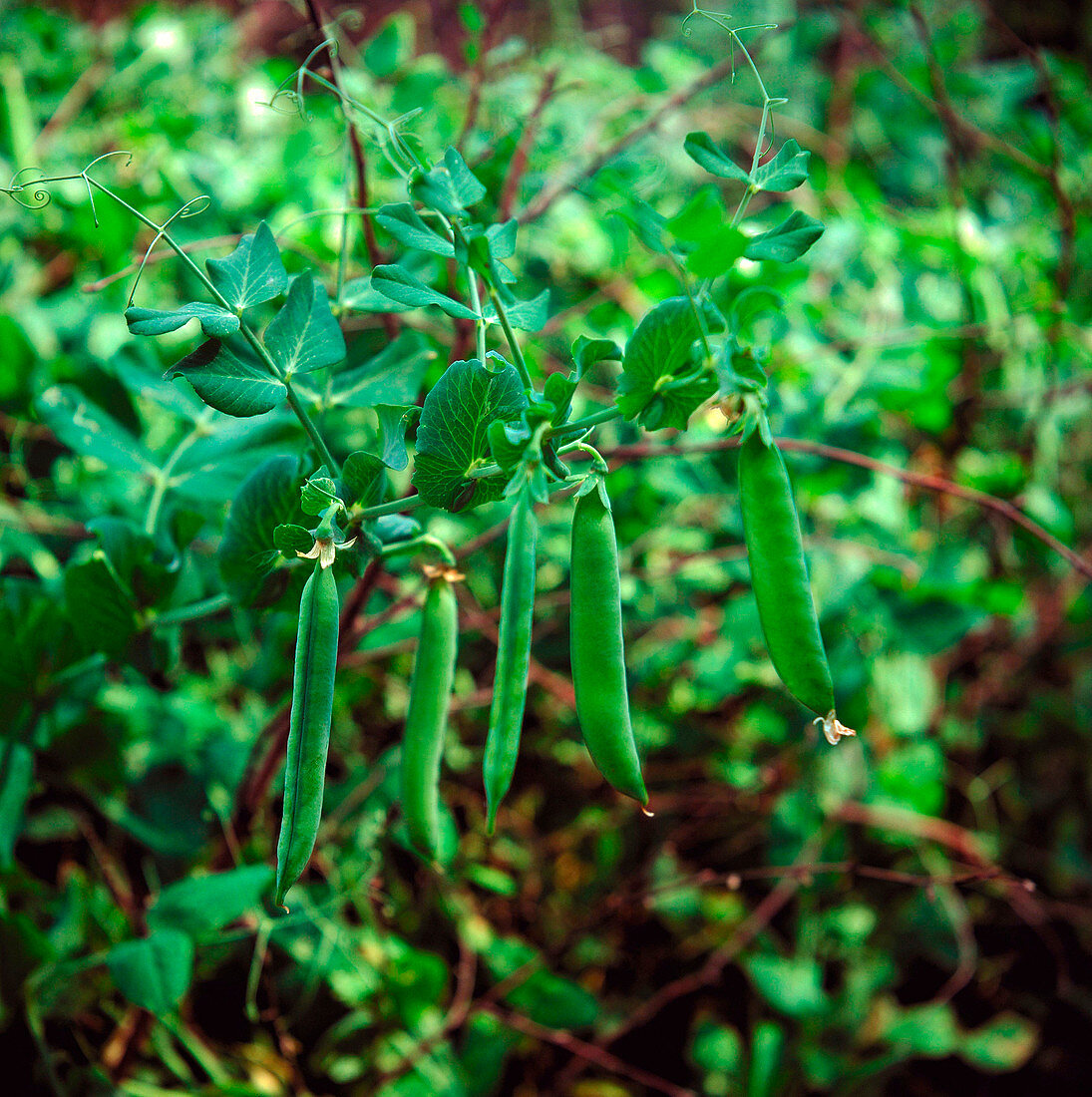 Pisum sativum Hurst Green Shaft