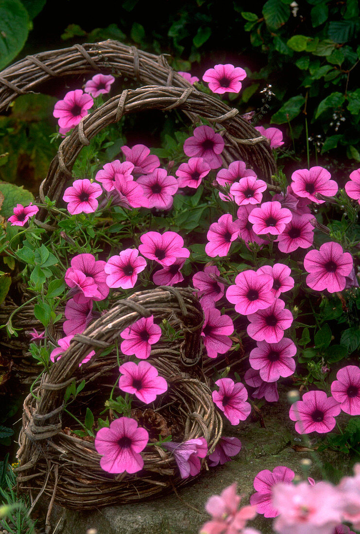 Petunia Surfinia Pink in wicker baskets