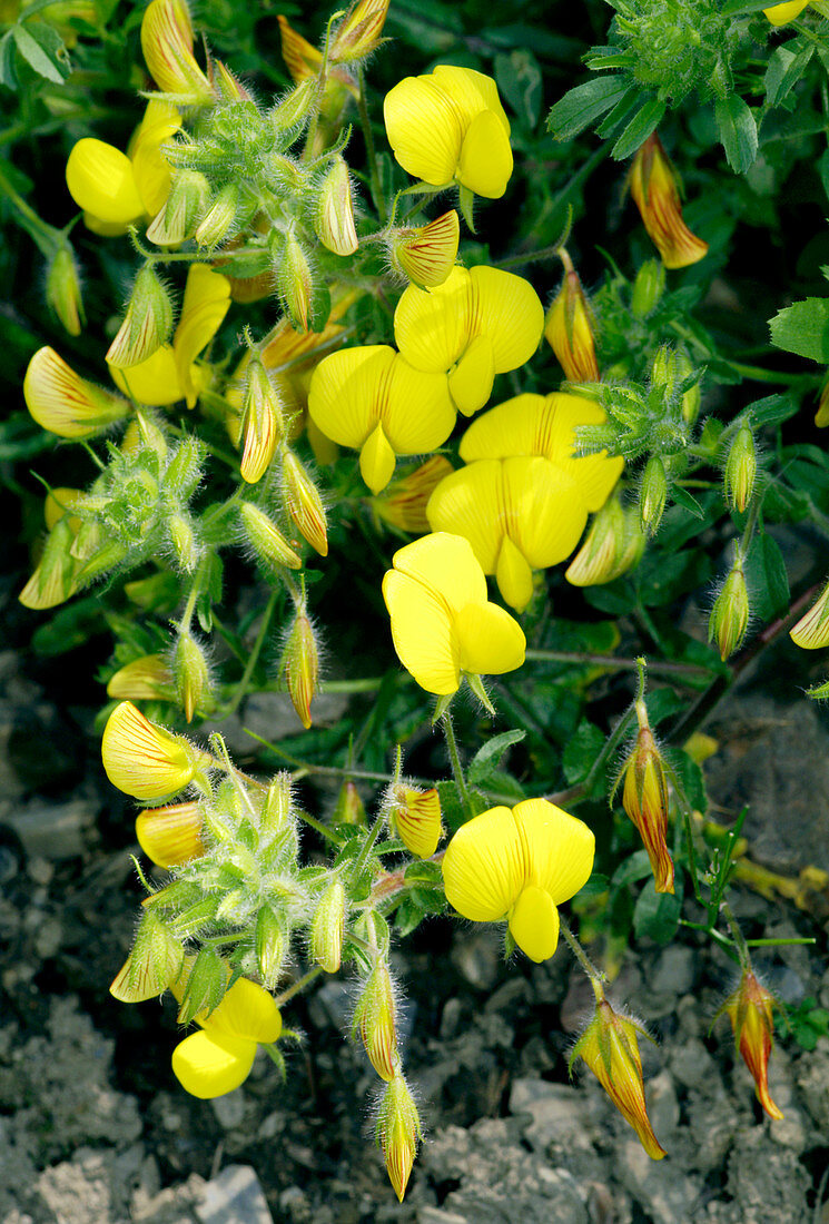 Large yellow restharrow (Ononis natrix)