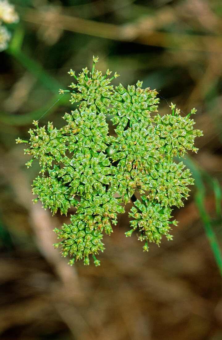 Oenanthe pimpinelloides