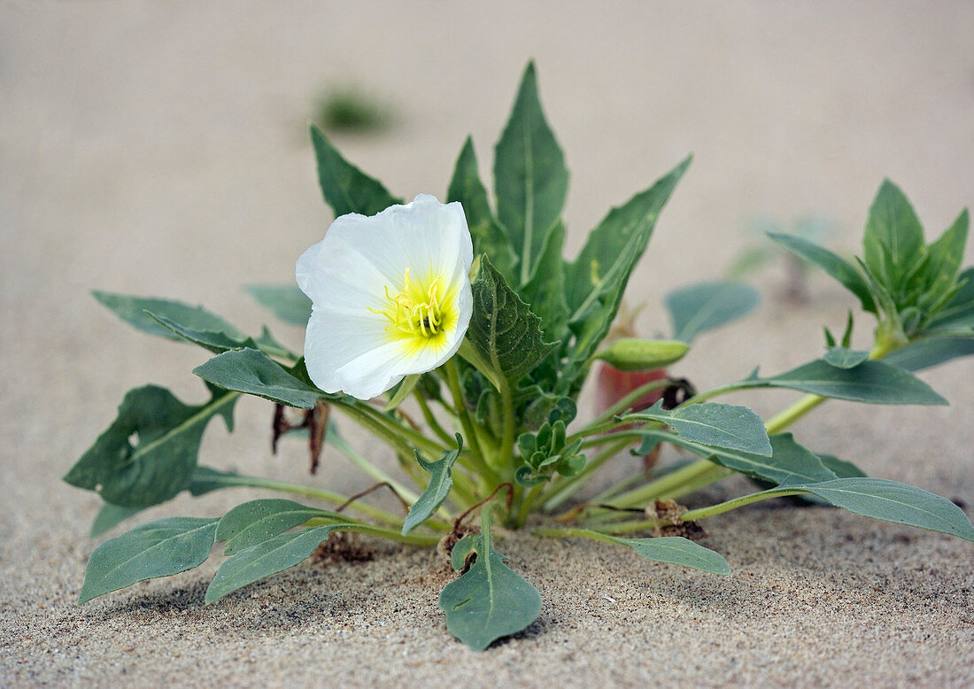 Desert primrose (Oenothera deltoides)