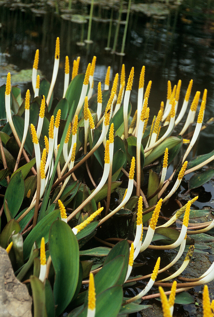 Golden club plant (Orontium aquaticum)