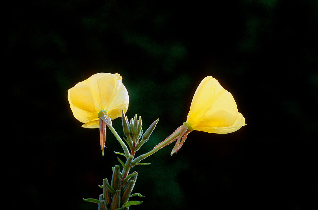 Evening primrose (Oenothera glazioviana)