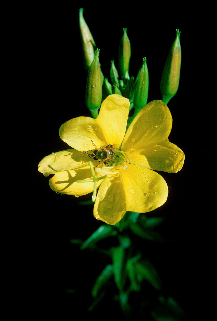 Evening primrose (Oenothera glazioviana)