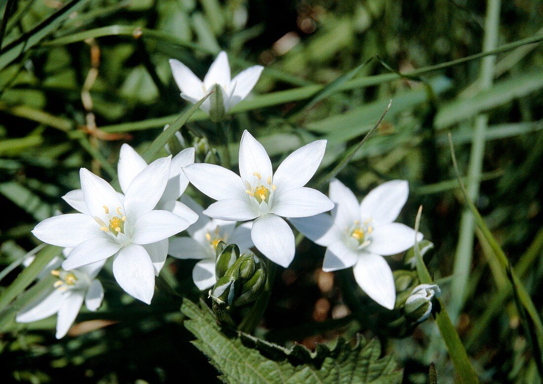 Ornithogalum umbellatum