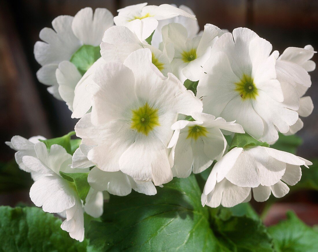 Primula obconica