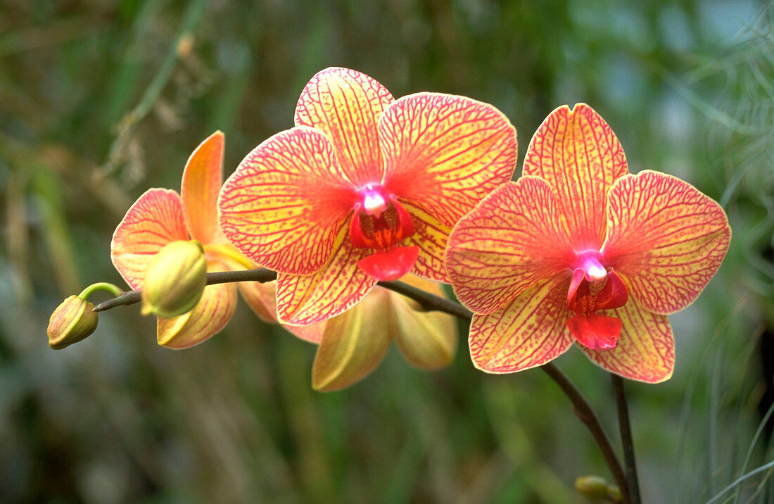 Phalaenopsis Baldan's Kaleidoscope