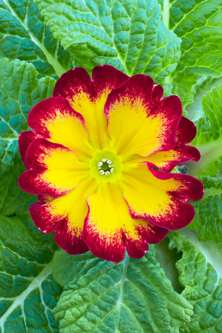 Polyanthus (Primula sp.)