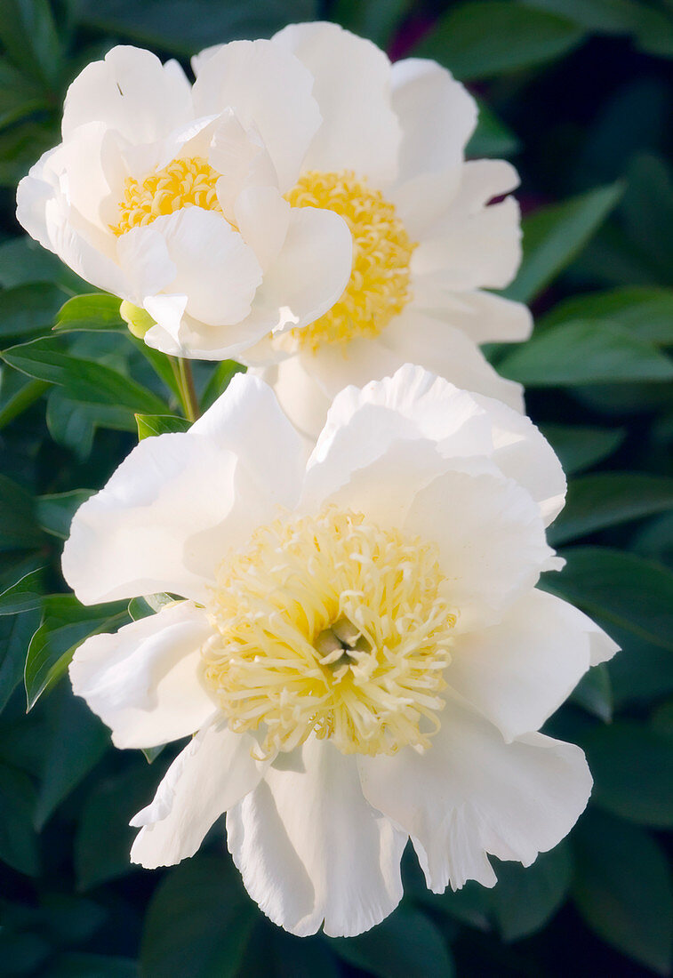 White peonies Paeonia hybrid