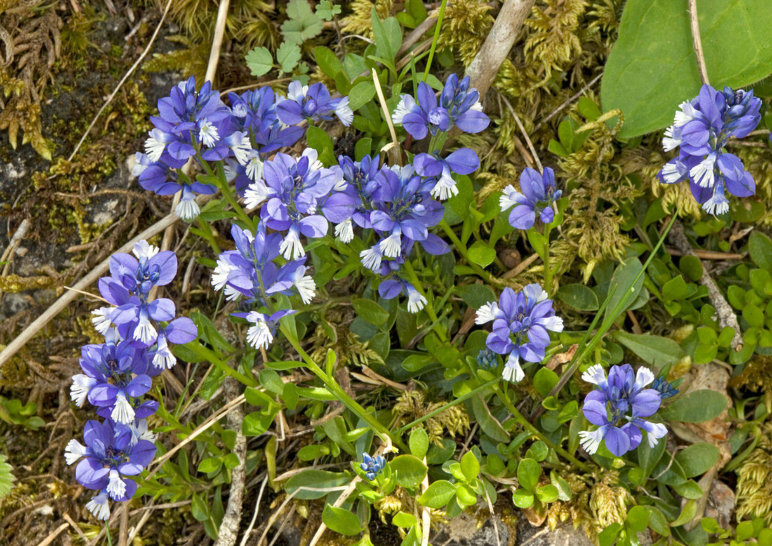 Chalk milkwort (Polygala calacarea)