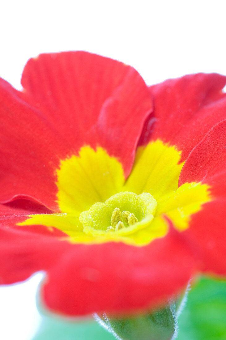 Primrose flower (Primula sp.)