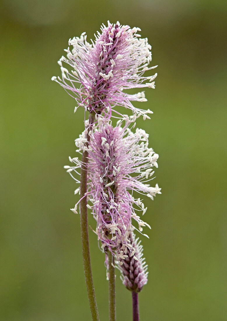 Hoary plantain (Plantago media)