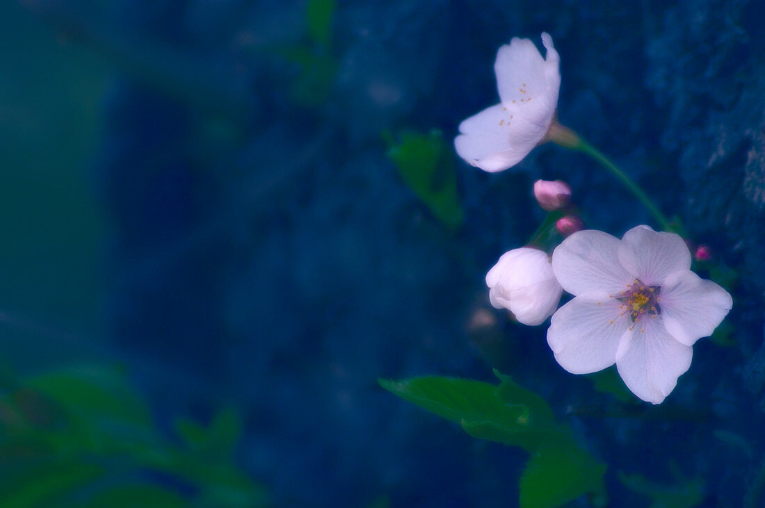 Cherry blossom (Prunus serrulata)