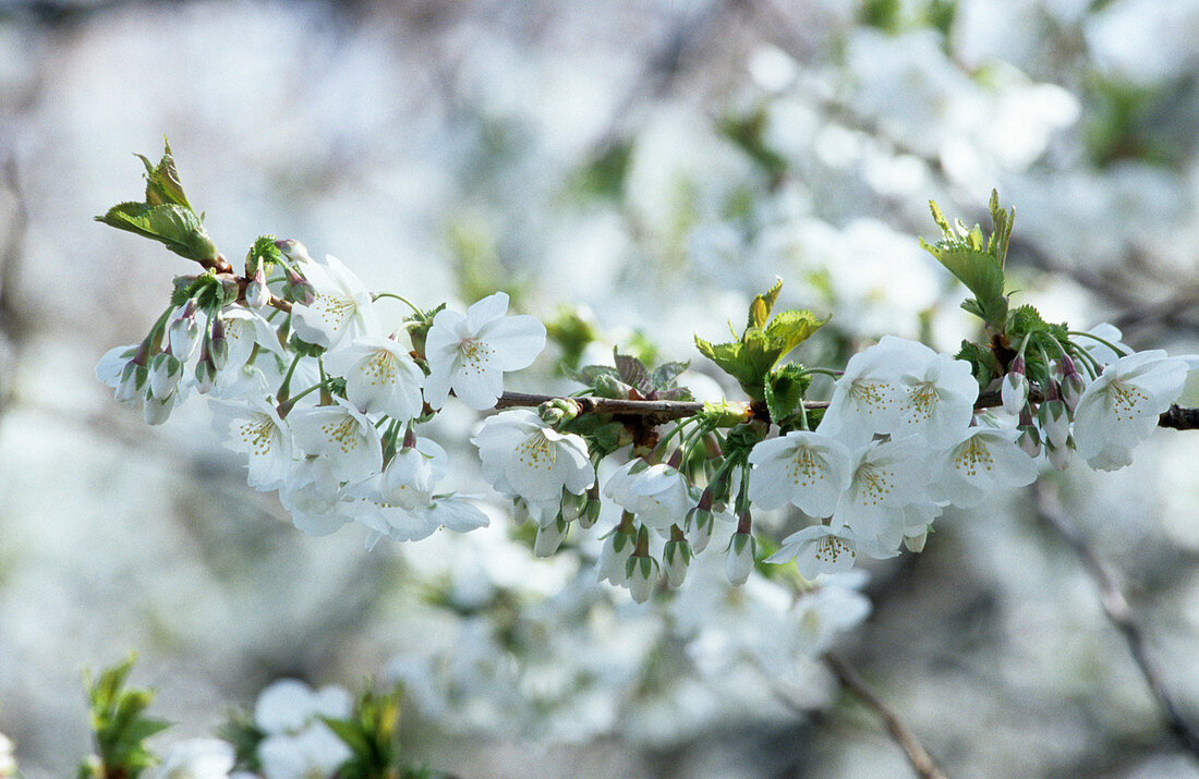 Ornamental cherry (Prunus 'Umineko')