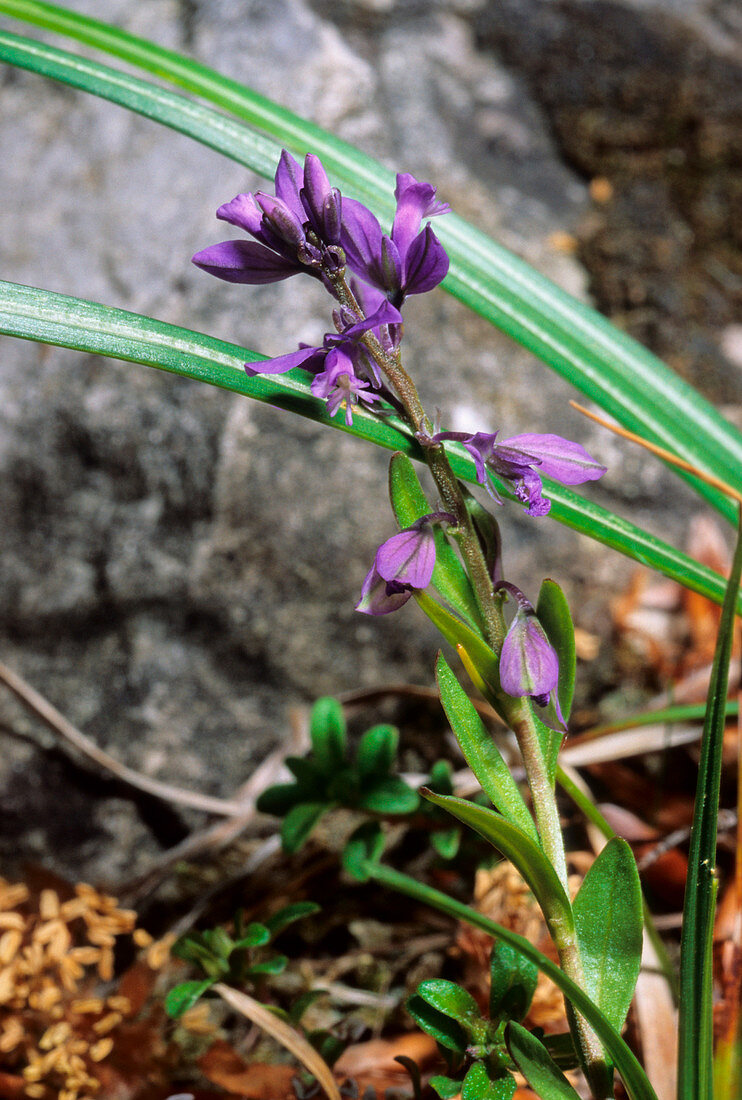 Common milkwort (Polygala vulgaris)