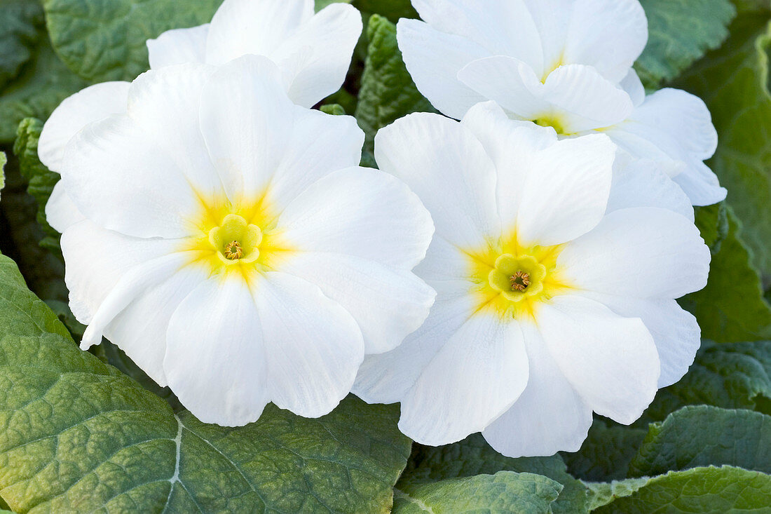 White primula (Primula polyanthus)