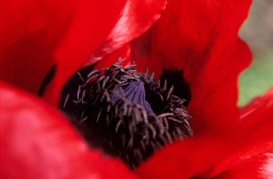 Poppy (Papaver bracteatum)