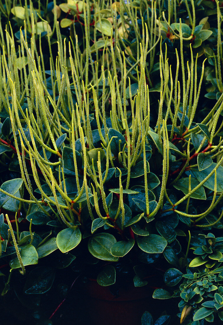 False philodendron (Peperomia scandens)